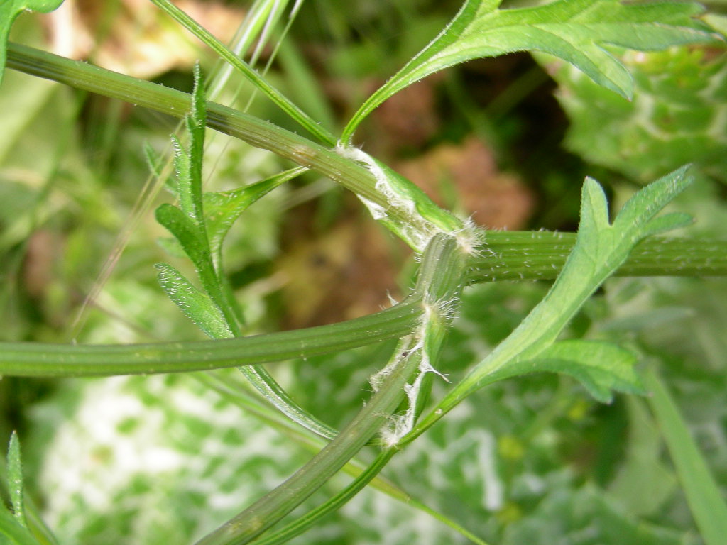 Orlaya grandiflora e Tordilium apulum